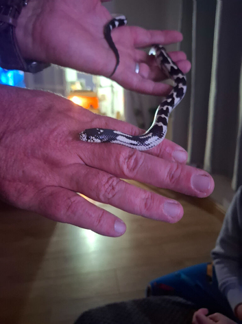 Female king snake for sale with full set up