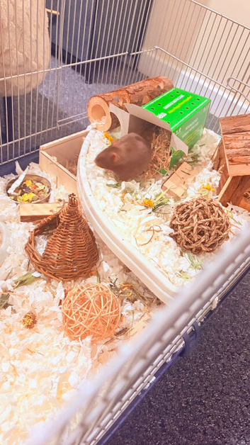 Hamster with full set up