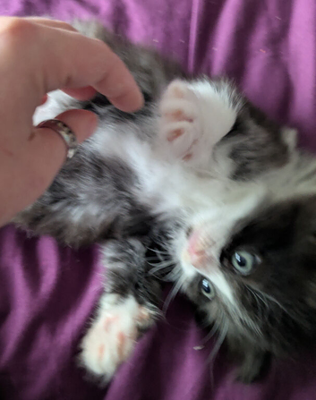 *REDUCED PRICE! Siberian x BLH kittens