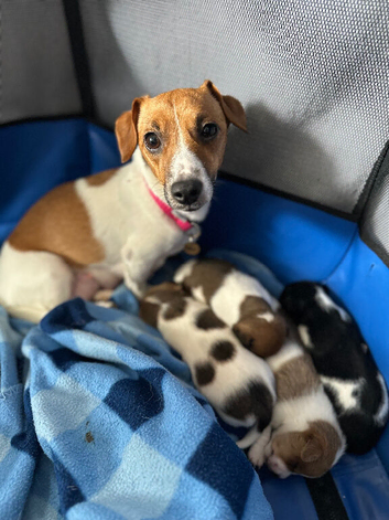 Jack Russel Puppy&rsquo;s