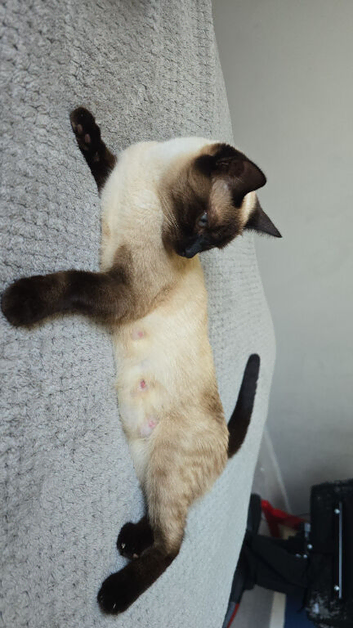 1.5 year old cat
