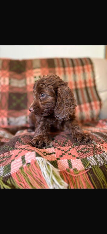 For sale genetically clear cockapoo