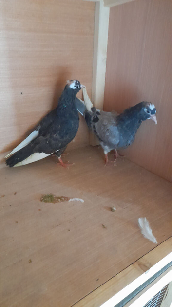 2 young rollers