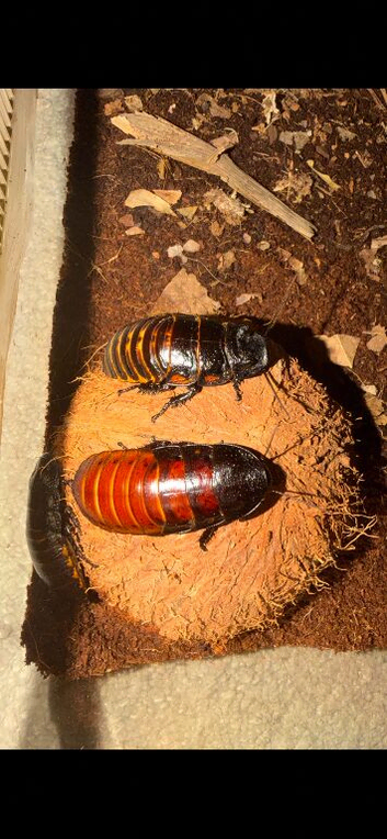 Madagascan hissing cockroaches for sale