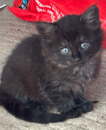 2 girl kitten's left