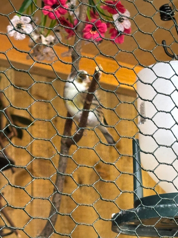 Goldfinch mule