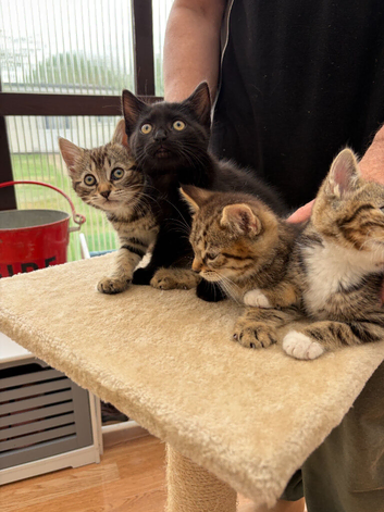Beautiful Kittens Male and Female