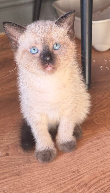 Siamese x ragdoll