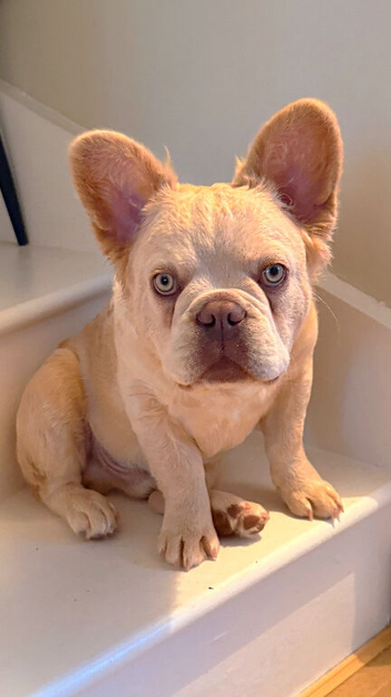 Fluffy/Puffy French Bulldog
