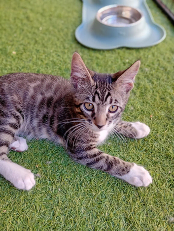 Stunning *VET CHECKED* PEDIGREE MAINE COON BOY. READY NOW