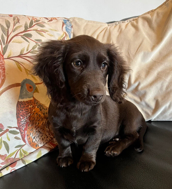 Working Cocker x Longhair Dachshund Puppies