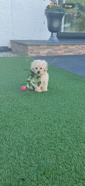 Asian type toy poodle mam Korean Maltese dad Maltipoo little cream stunning show quality