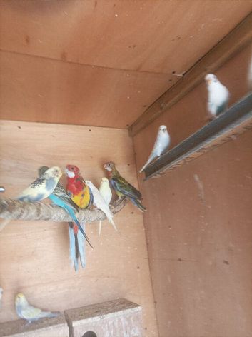 Rehoming services for any Aviary birds