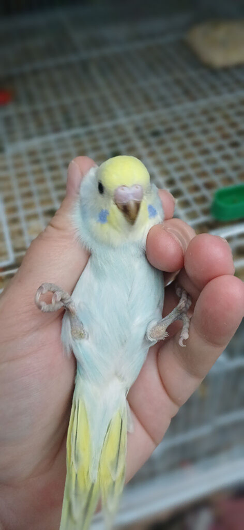 Baby budgies RESERVED