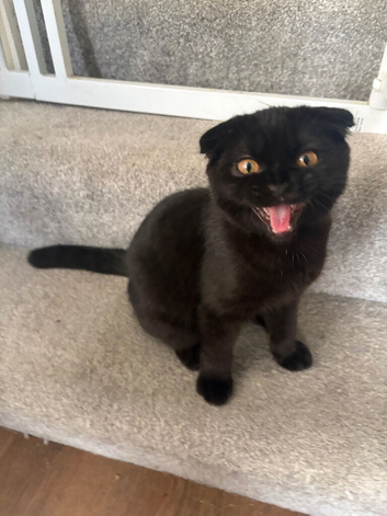 Scottish fold