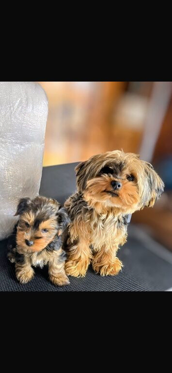 REAR COLOURED MERLE YORKIES