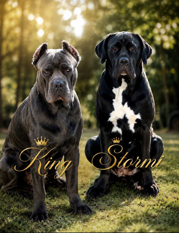 Exceptional cane corso puppies ️