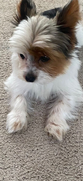 Yorkshire terrier brewier