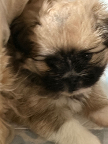 Shih Tzu xpom