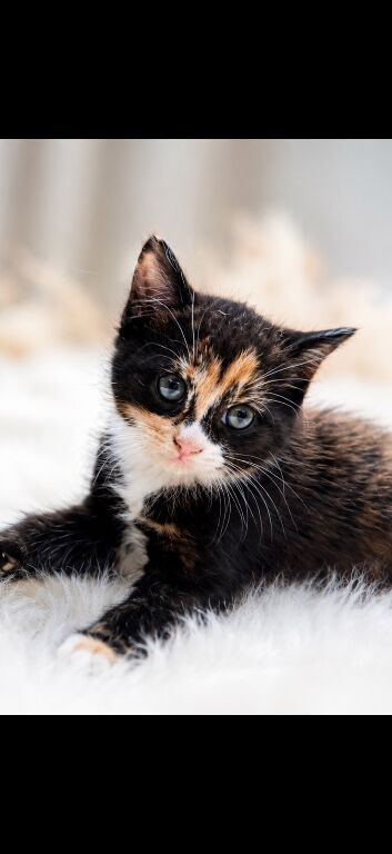 Kitten