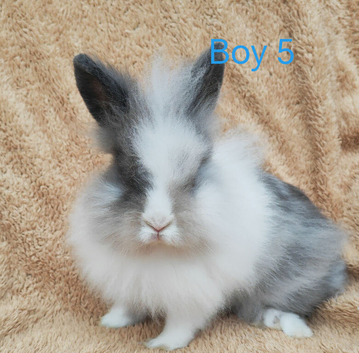 Double mane lionhead rabbits