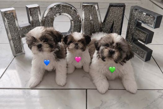 Tiny Shih Tzus PuppiesREADY️