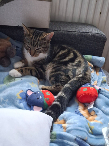 Rehome Milly ASAP