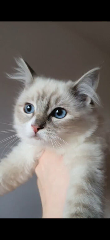 Stunning mink and traditional ragdoll kittens