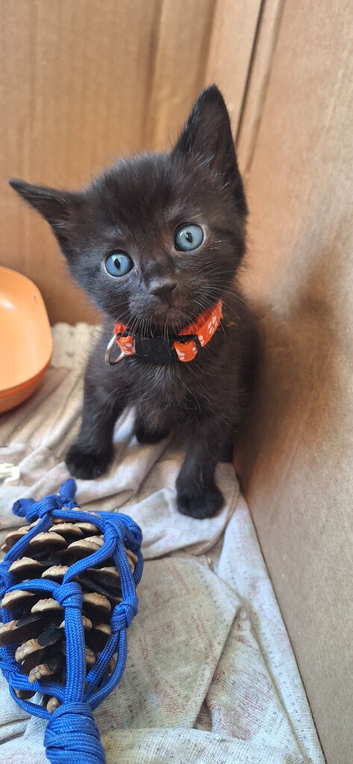 Cute black kittens
