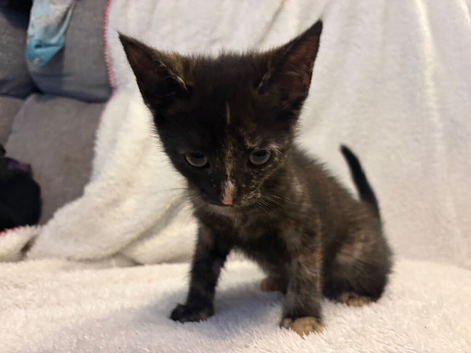 Female Kittens