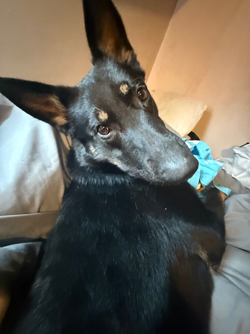 Male German shepherd