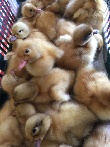 Harlequin, Cayuga & Runner Ducklings, 8 days old