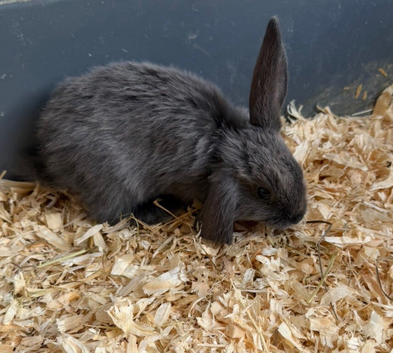 Mini lops 10 weeks old male & females