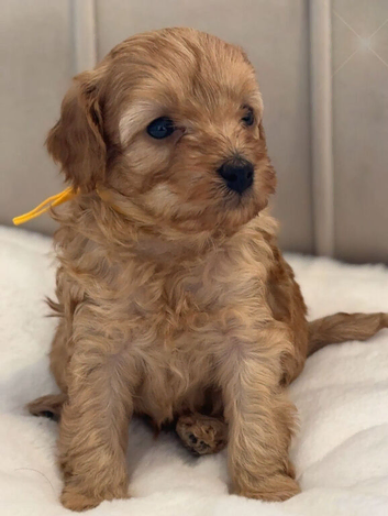 Beautiful Cavapoo Puppies &ndash; Adorable, Loving & Ready for Forever Homes