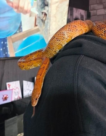 7 year old male corn snake
