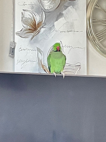 Indian ring neck male