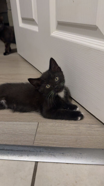 Female kitten