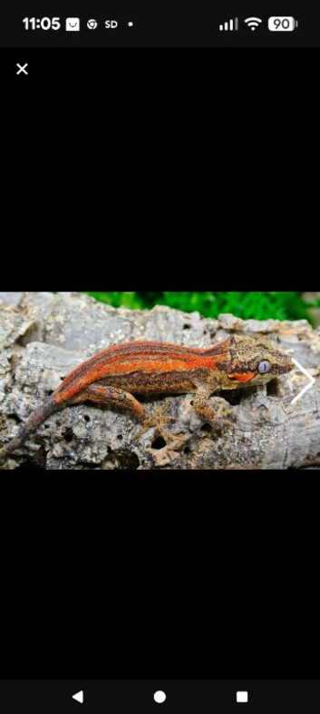 Red stripe gargoyle gecko pair