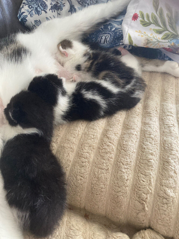 Kittens
