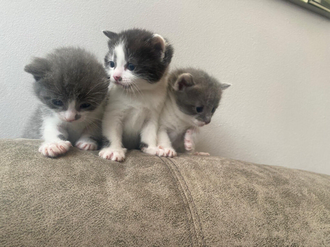 Gorgeous kittens