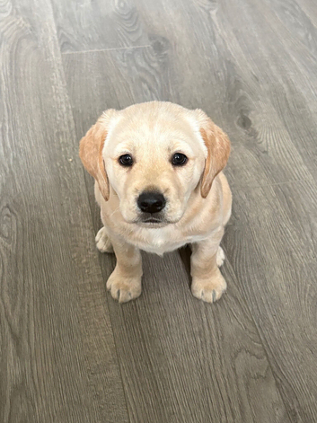 Beautiful little Winnie