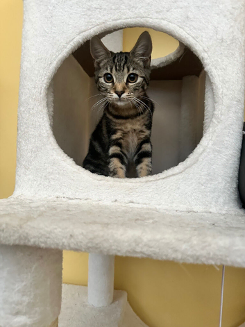 Female kitten