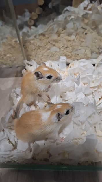 2 male baby gerbils!