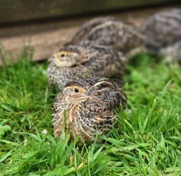 Coturnix quails