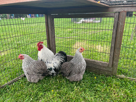 Trio of Pure Bred  Silver Partridge Pekin Bantams 12 months old