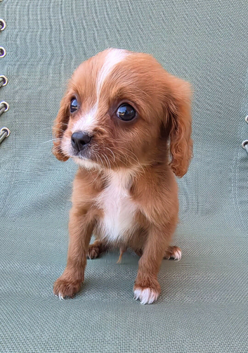 Beautiful Cavapoo Puppies