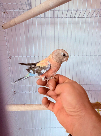 Bourke bird for sale