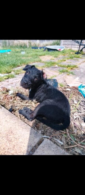 Male patterdale
