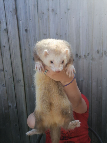 Male ferret