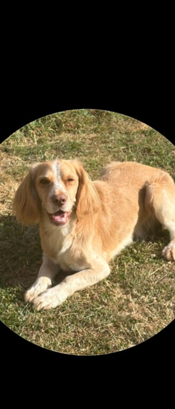 3 year old cocker spaniel